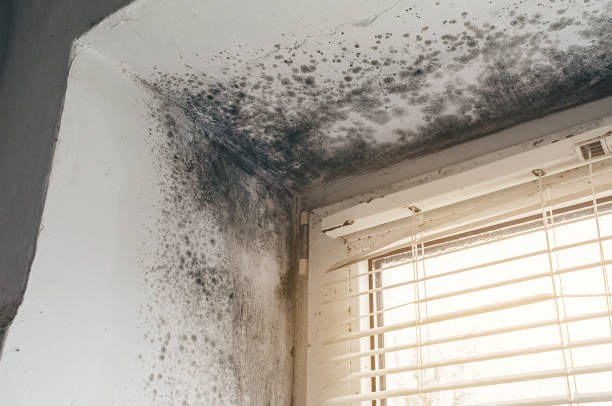 Trusted Mold Inspection service in Vernon Hills, IL - Cheap Mold Removal