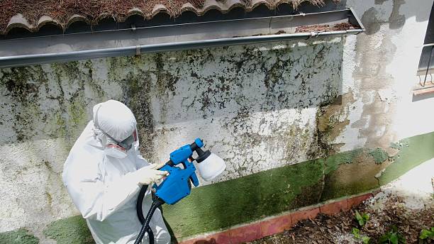 Trusted Black Mold Removal service in Vernon Hills, IL - Cheap Mold Removal